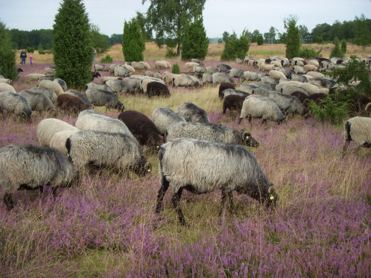 Freizeit-Guide | Regionale Spezialitäten aus der Heide | Der Varta-Führer