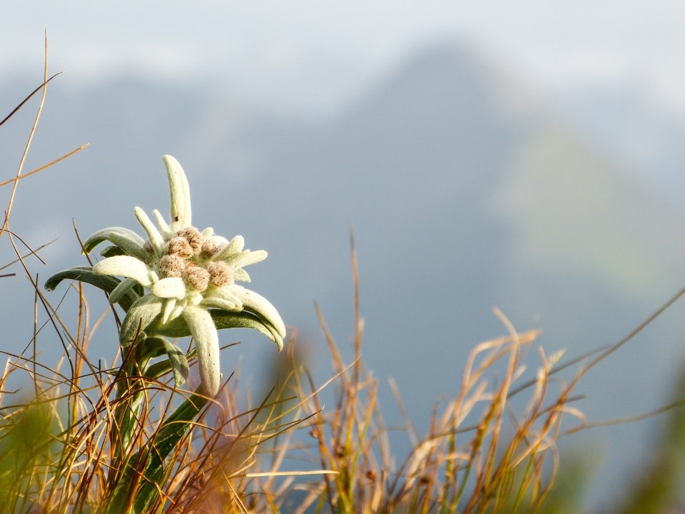 Edelweiss Alpenblume