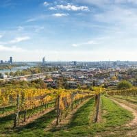 Weinberge Wien