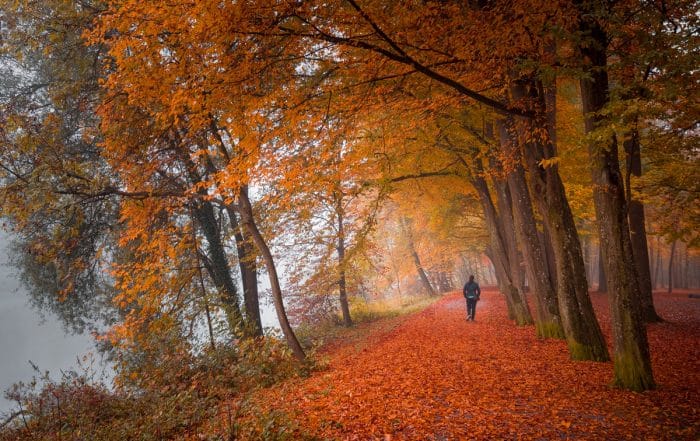 Donautal im Herbst - DonAUwald-Wanderweg