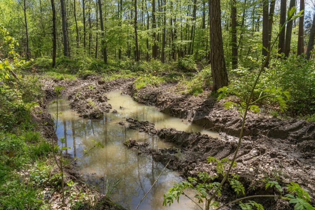 deep tracks in forest - soil condensed, degrated and heavyly damaged by heavy industrial wood harvesters