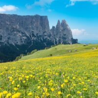 Blühende Bergwiese im Frühjahr auf der Seiser Alm mit markantem Bergmassiv im Hintergrund