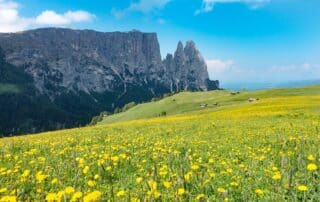 Blühende Bergwiese im Frühjahr auf der Seiser Alm mit markantem Bergmassiv im Hintergrund