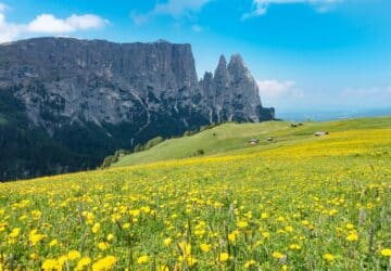 Blühende Bergwiese im Frühjahr auf der Seiser Alm mit markantem Bergmassiv im Hintergrund