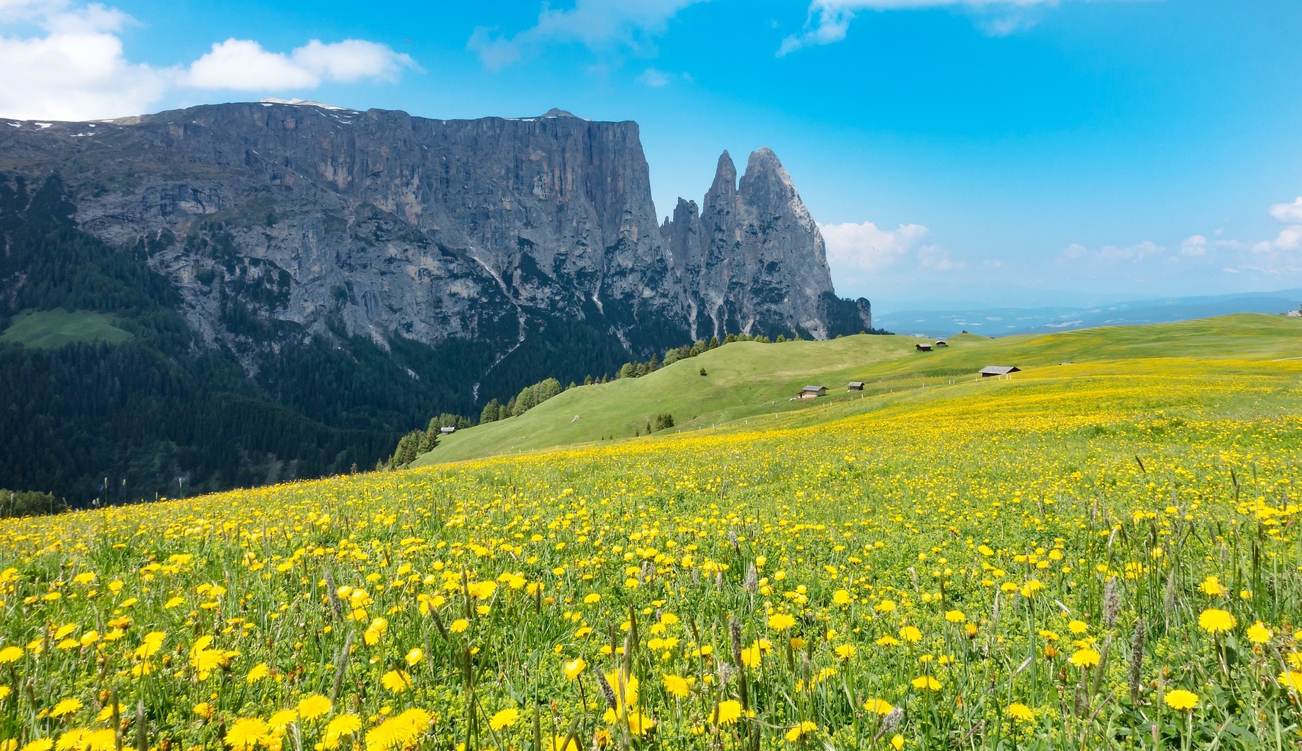 Blühende Bergwiese im Frühjahr auf der Seiser Alm mit markantem Bergmassiv im Hintergrund