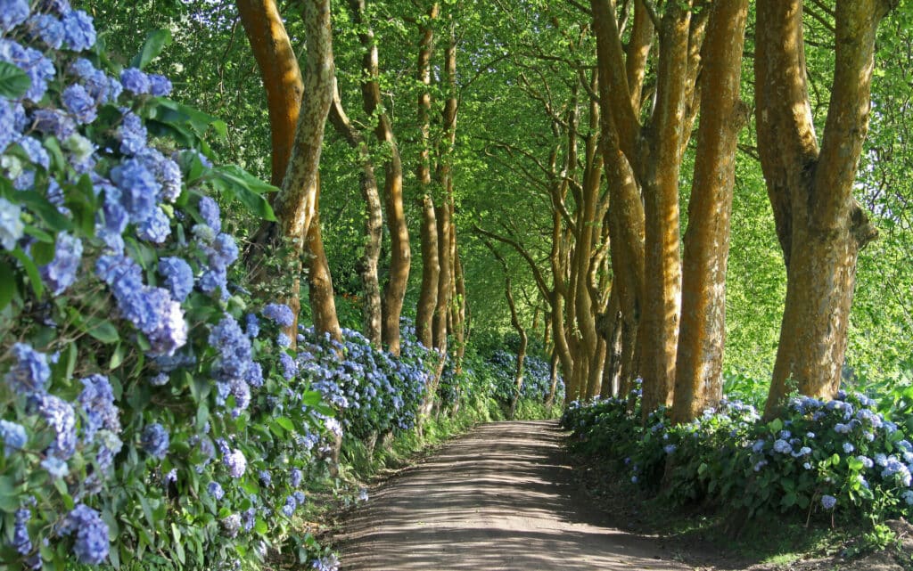 Wunderschöne Allee mit Pappeln und blauen Hortensien auf en Azoren