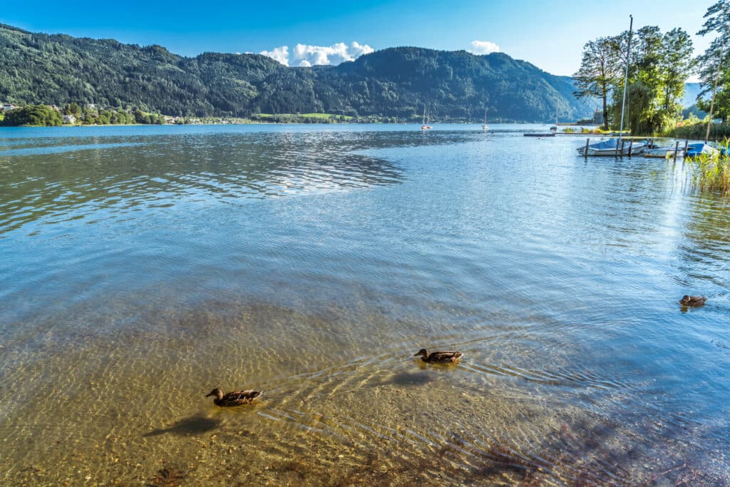 Ossiacher See im Sommer im Vordergrund schwimmen 2 Enten im glasklaren Wasser