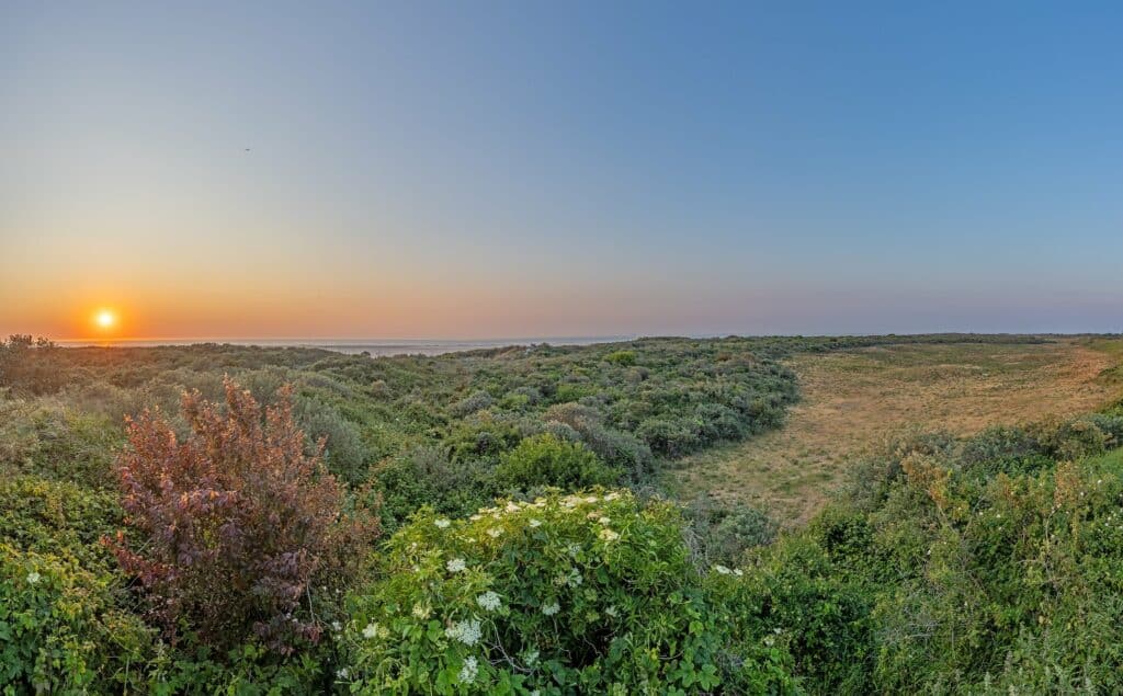 Panorama der Dünen am Strand von Ouddorp bei Sonnenuntergang