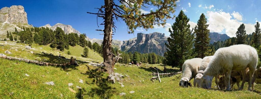 Schafherde im Puez Geisler Nationalpark im Sommer