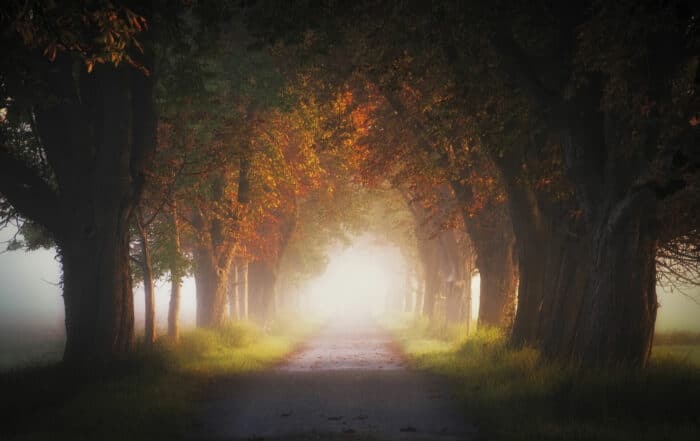 Herbstlandschaft im Nebel - November