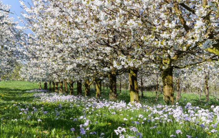 Frühling in Ockstadt - Wandertouren für Blütenfans