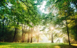 Landschaft im Juni