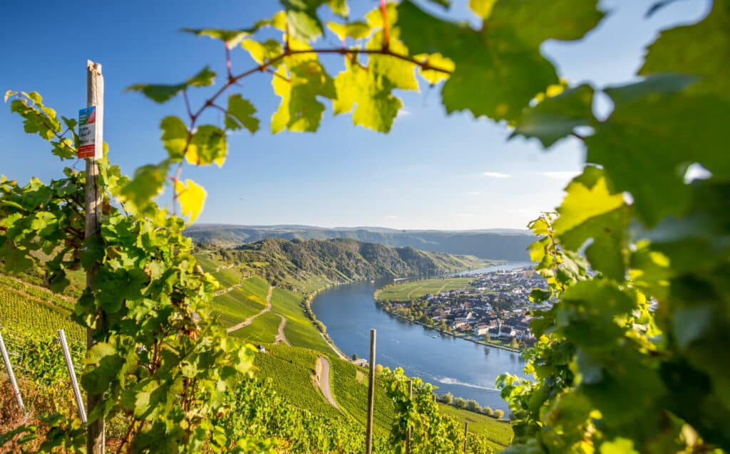 Moselpanorama - Flusskreuzfahrten - Mosel-Radweg