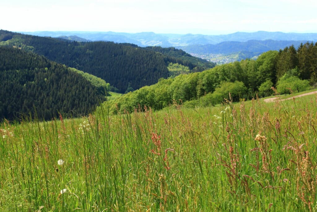 Nordschwarzwald im Sommer