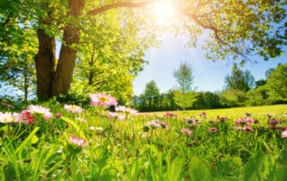 Frühlingslandschaft - Wohin im Mai